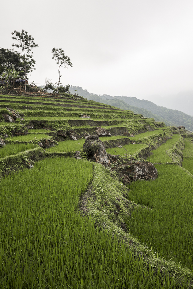Rizières en terrasse au Vietnam